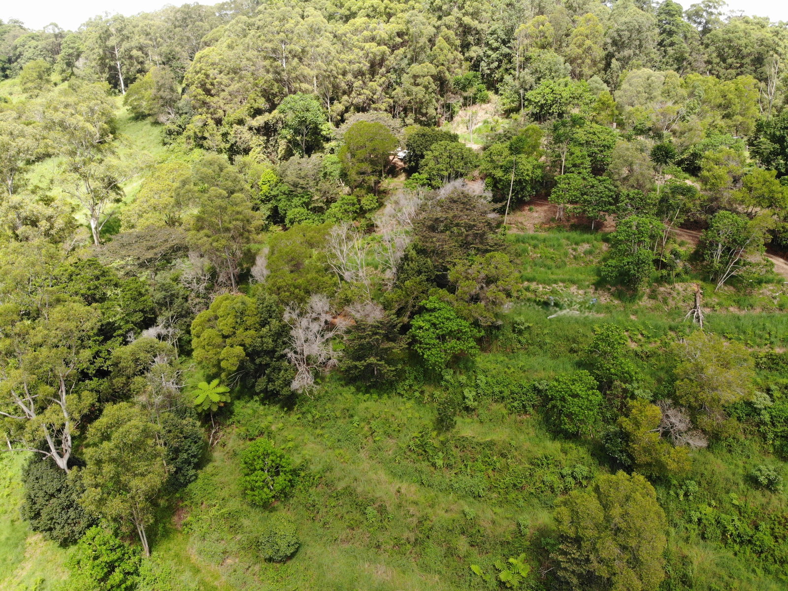 44 Carroo Lane, Ridgewood, QLD, 4563, Ridgewood - Thumbnail 3